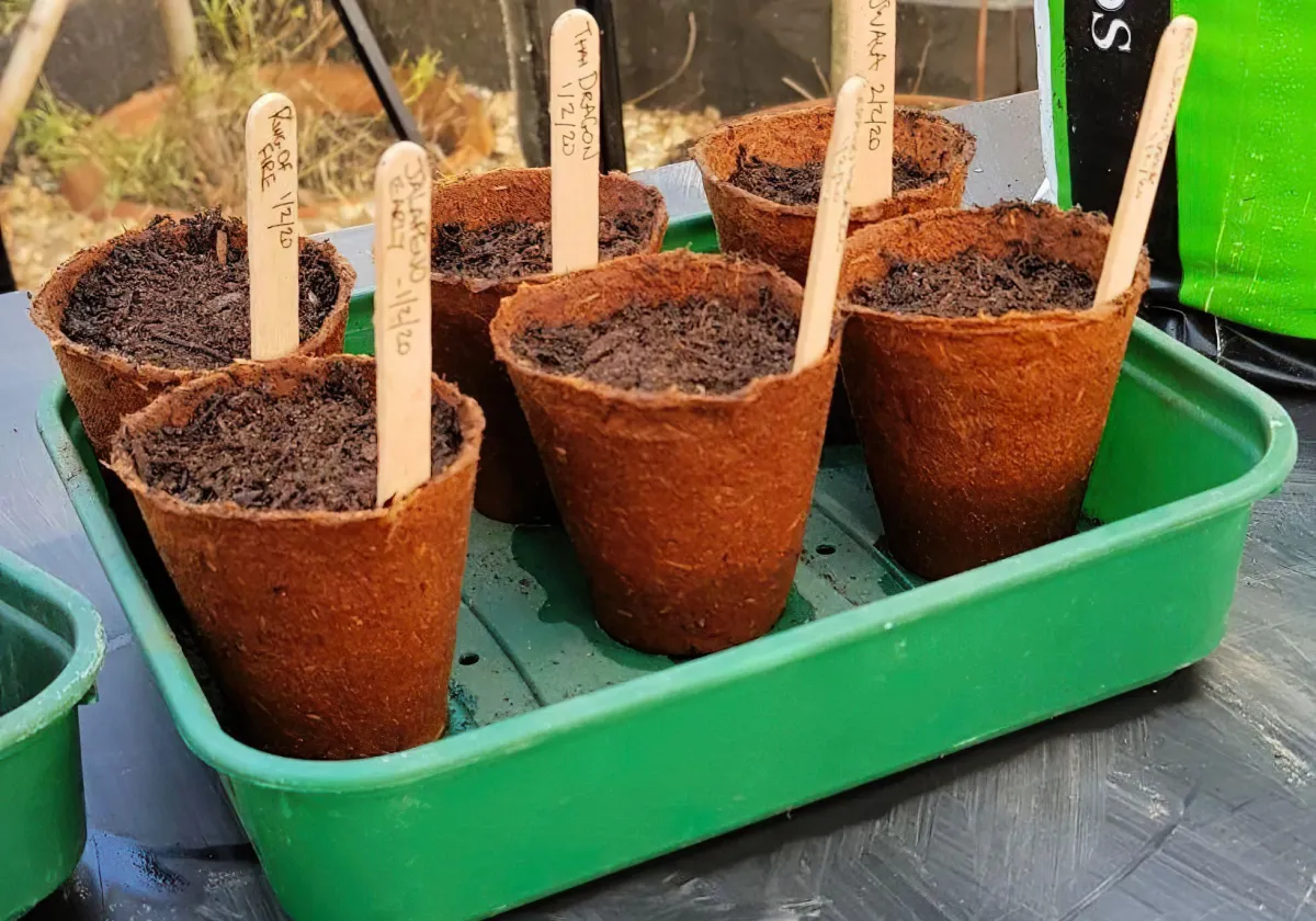 Early sowing plants are sown in January.
