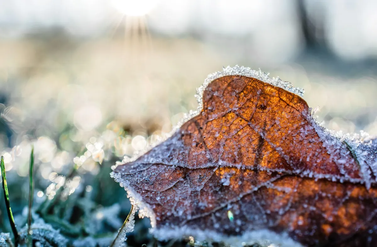 gartenarbeit bei tauwetter was ist zu tun