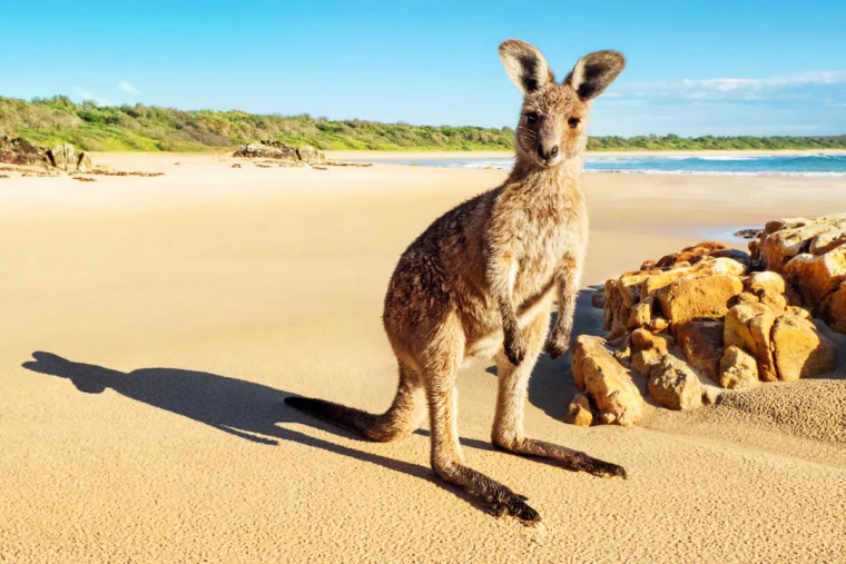 känguru am strand in australien