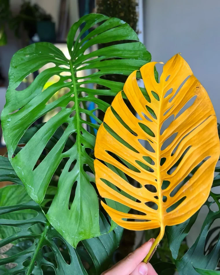 nach umtopfen monstera gelbe blaetter