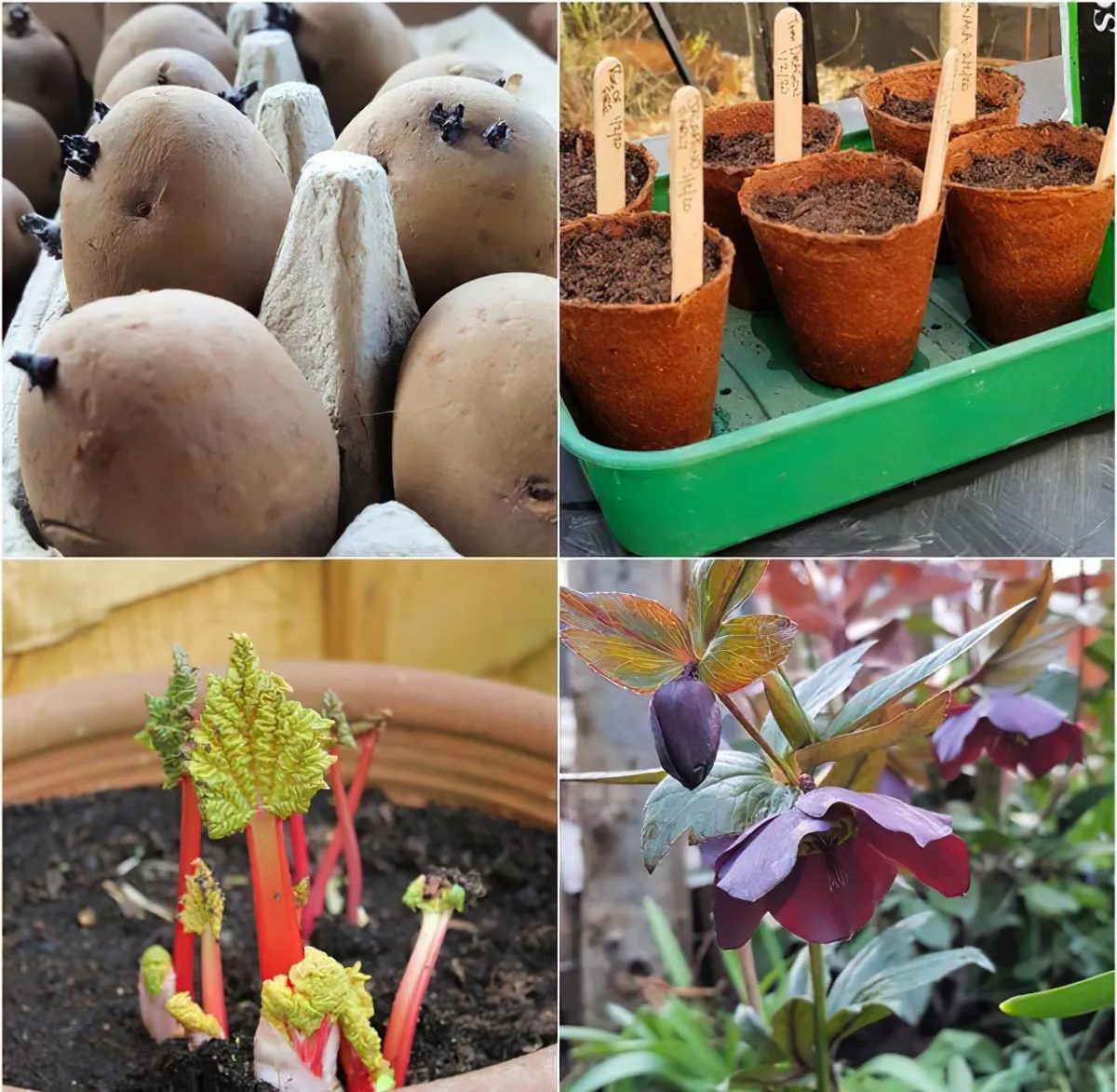 Caring for Container Crops in Winter January Gardening