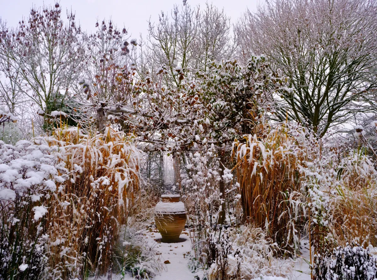 What to do in the garden now? Gardening in January