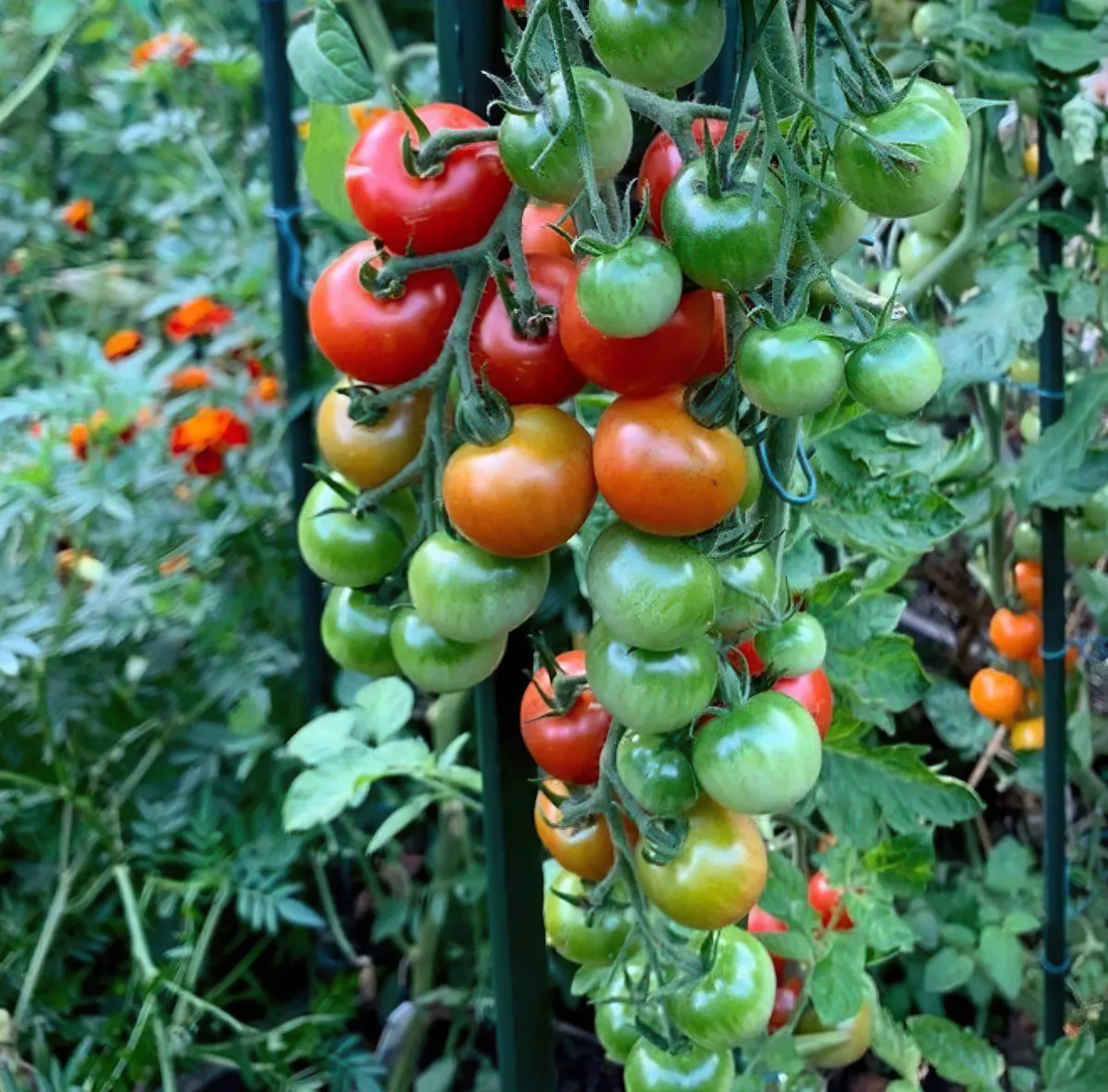 aussaat kalender tomaten im letzten wintermonat pflanzen