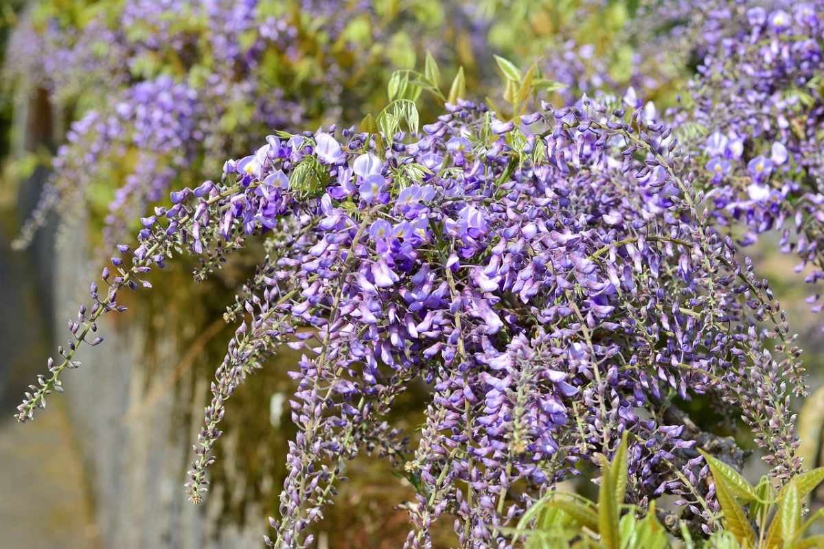 blauregen schneiden im winter gartenstrach mit lila blueten