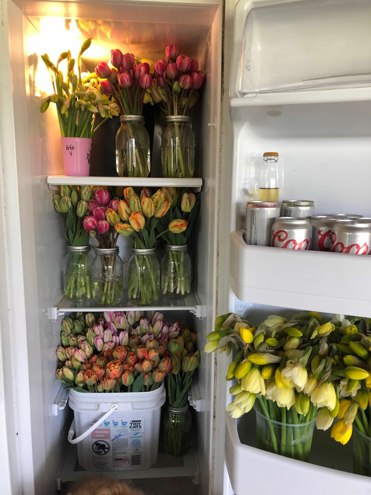 eine menge tulpen im kühlschrank