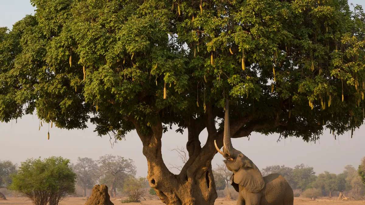 elefant frisst fruechte des leberwurstbaums