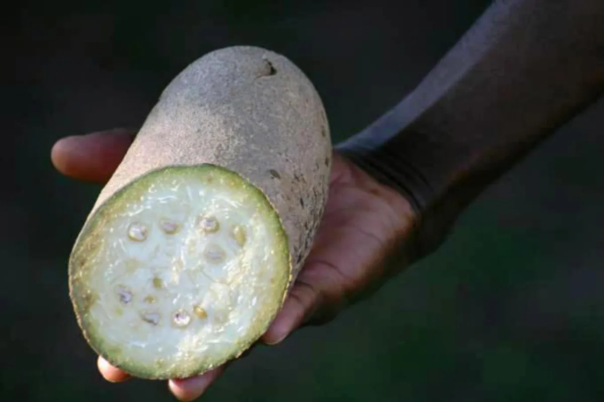 geschnittene frucht von kigelia africana