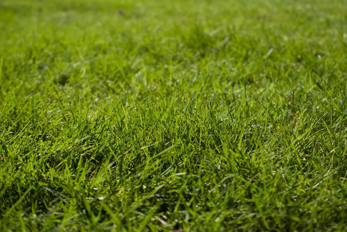 gruenes gras auf dem rasen