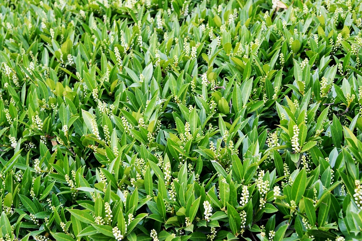 kirschlorbeer hecke foto lorbeer pflanze garten prunus laurocerasus