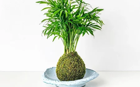 kokedama selber machen pflanze palme themossandgreen