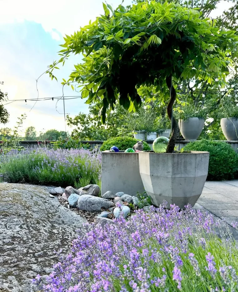 lavendel rückschnitt im sommer blüten schneiden