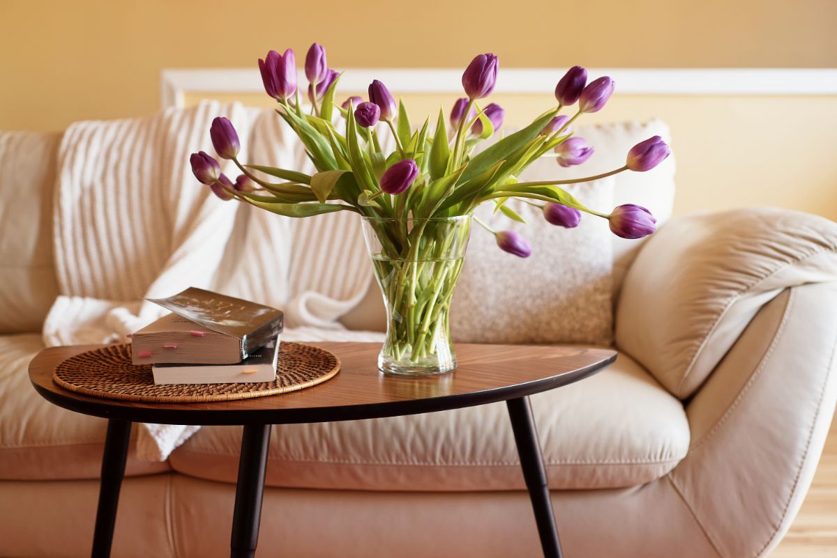 lila tulpen vor weißer couch