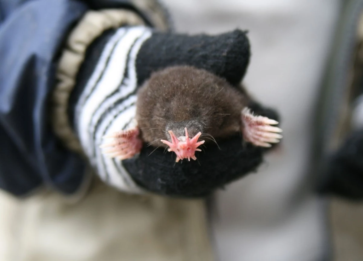 mann mit handschuh traegt ein maulwurf baby