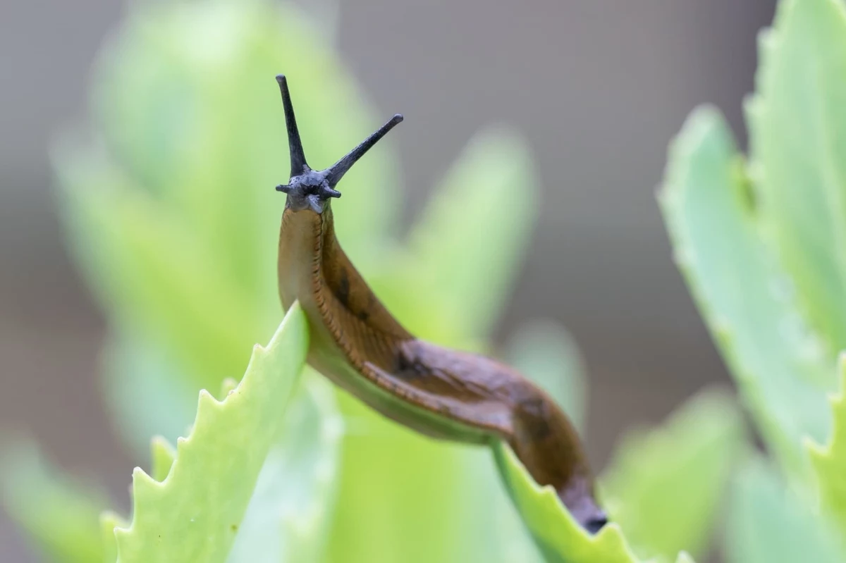 nacktschnecke im garten