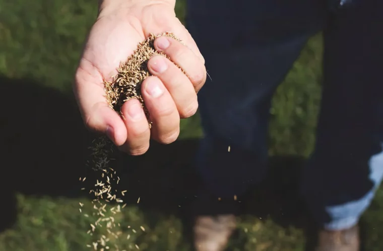 rasen nachsaat bei schlechter qualität des grases