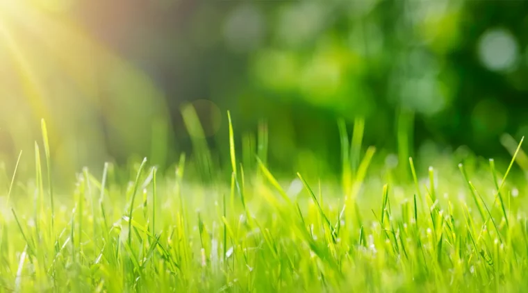 rasen nachsäen gras aus niedrige höhe mähen