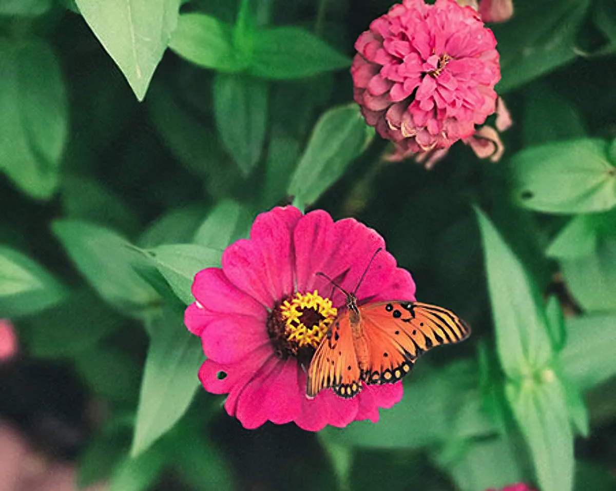 schmetterling auf zinnie orange mit schwarzen punkten