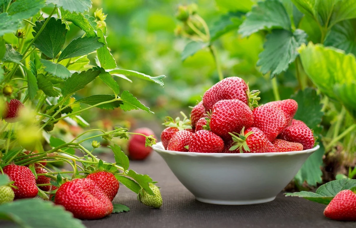 suesse erdbeeren in einer schuessel