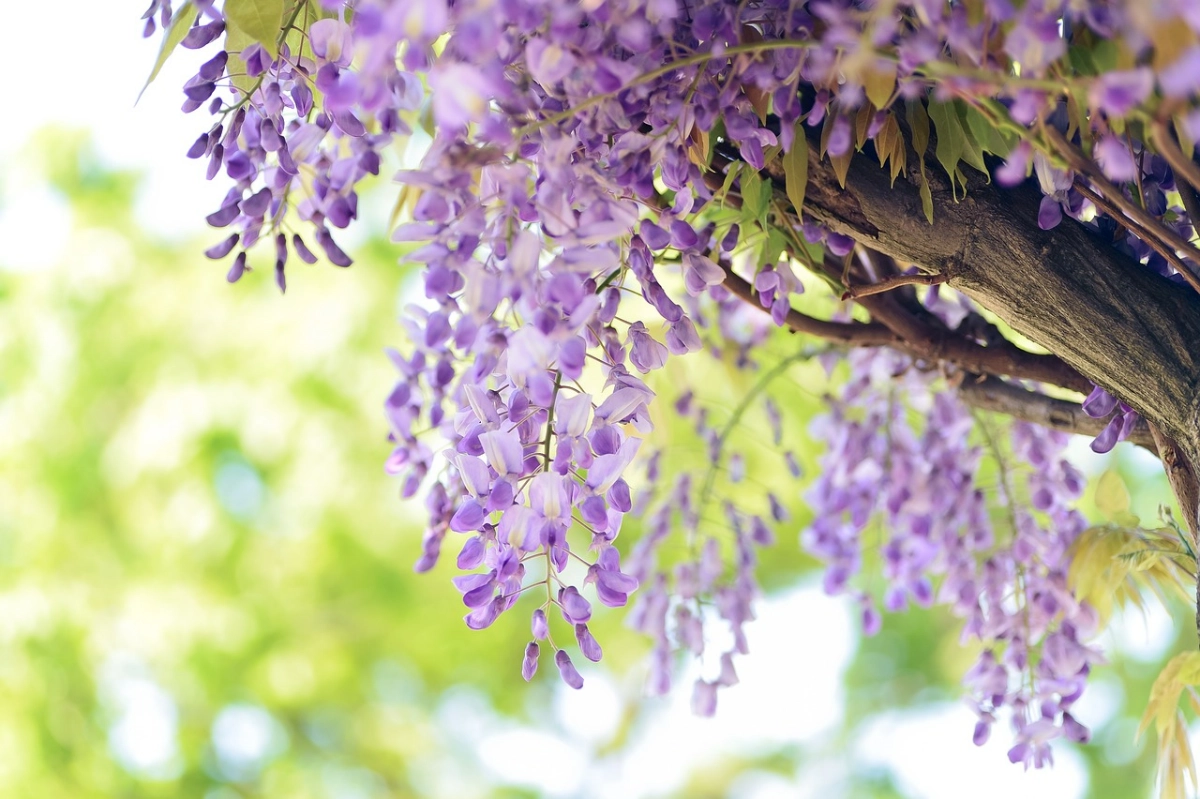 wisteria schneiden fuer den winter baum mit lila blueten