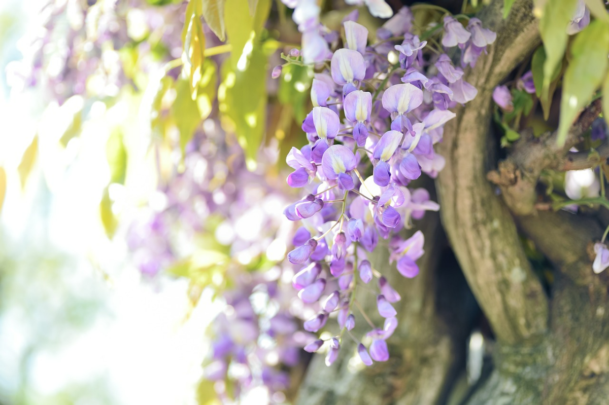 wisteria winterschnitt fuer ueppige bluete