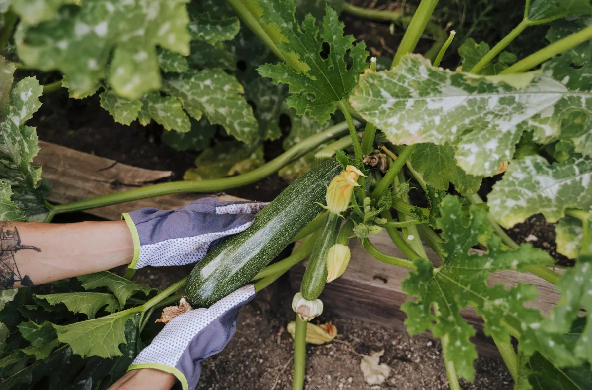 zucchini im märz pflanzen pflanzkalender 2024