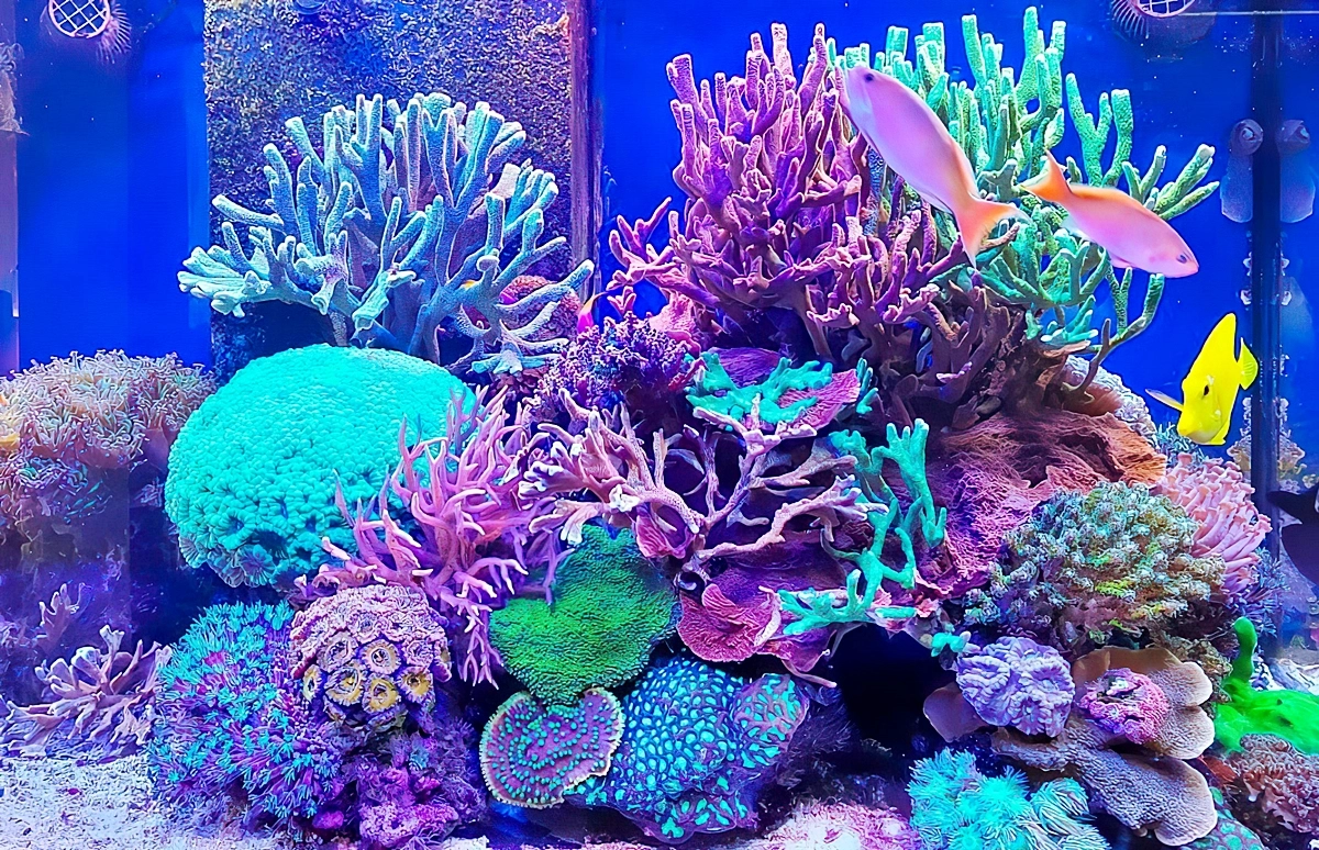 aquarium mit salzwasser wichtige pflegetipps spess art reef