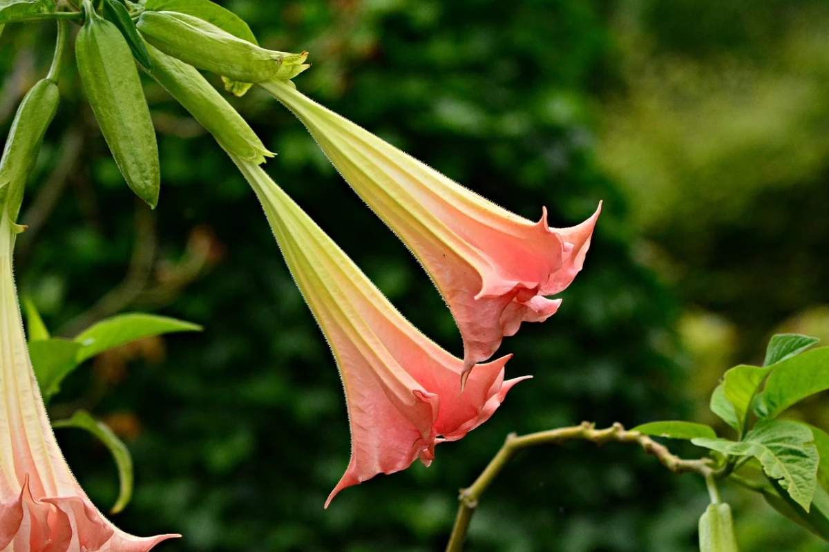 engelstrompete brugmansia