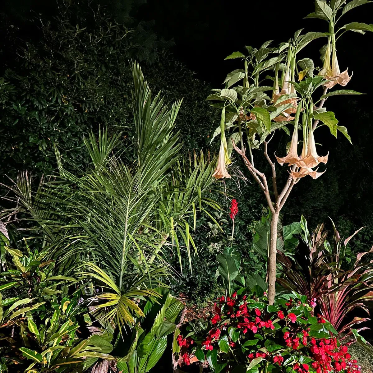 exotische pflanze brugmansia im garten