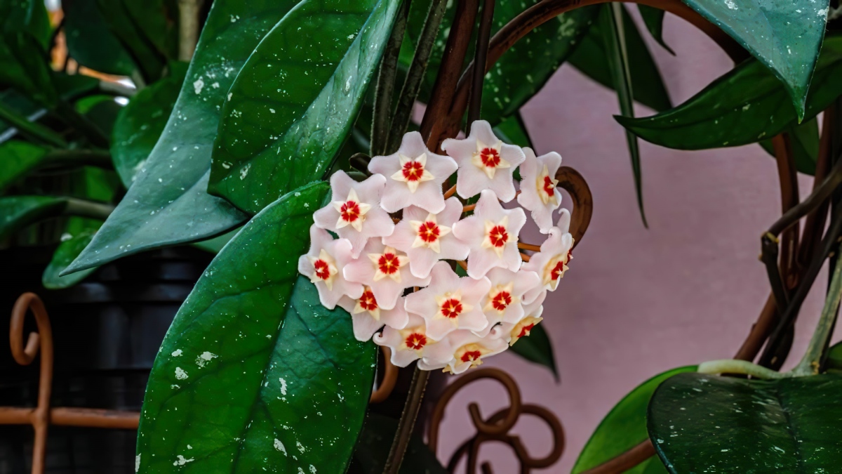 hoya carnosa porzellanblume bluete in rosa und weiss