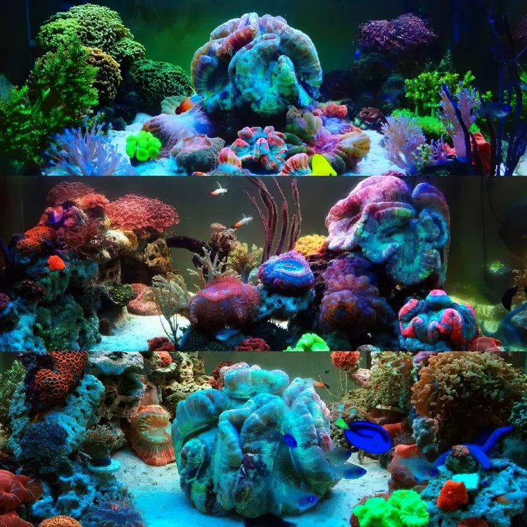 meer aquarium paradies unter wassser reefcentral