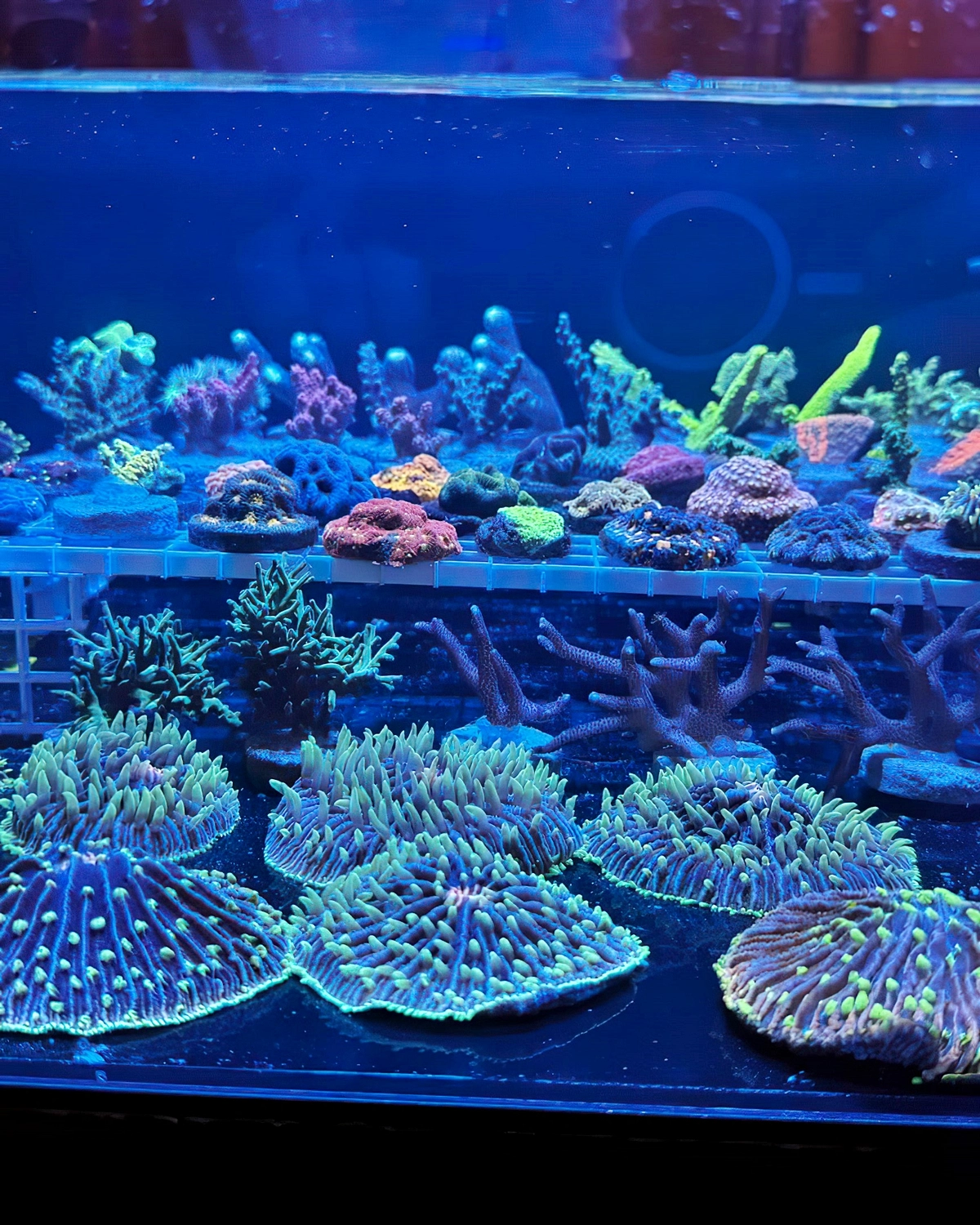 aquarium pflanzen verschiedene meerpflanzen saltwateraquariumdotcom