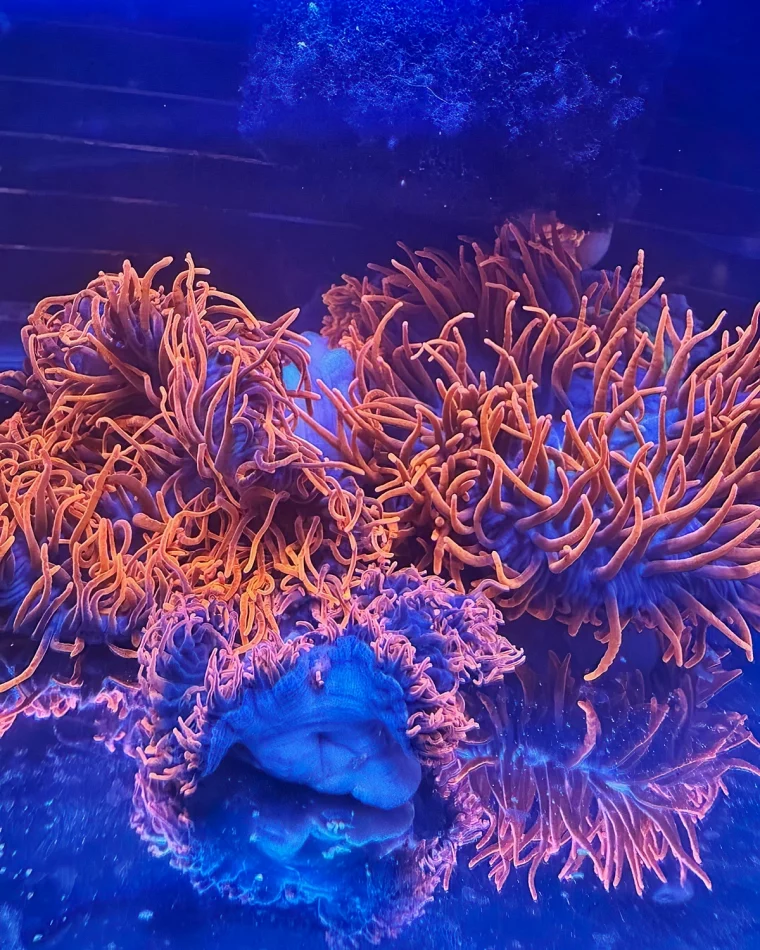 orangenfarbene meerpflanzen im salzwasser saltwateraquariumdotcom