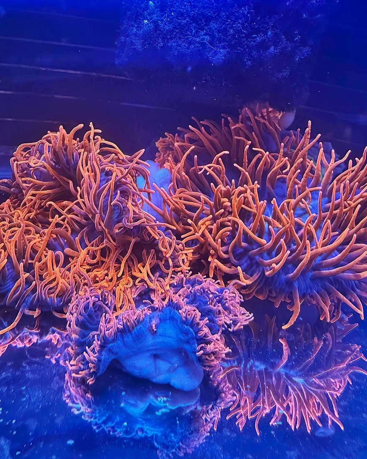 orangenfarbene meerpflanzen im wasser saltwateraquariumdotcom
