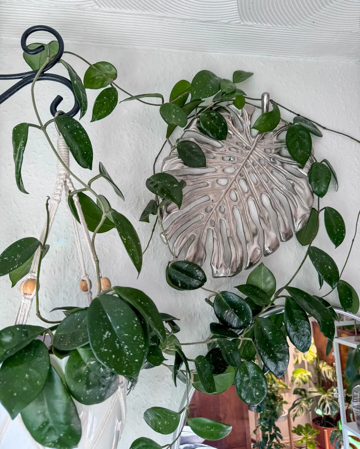 porzellanblume als kletterpflanze im wohnzimmer