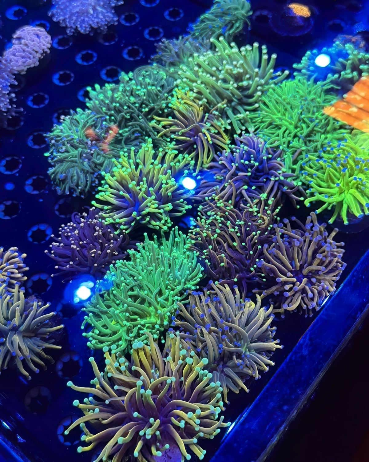 salzwasseraquarium pflanzen aquarium pflegetipps saltwateraquariumdotcom