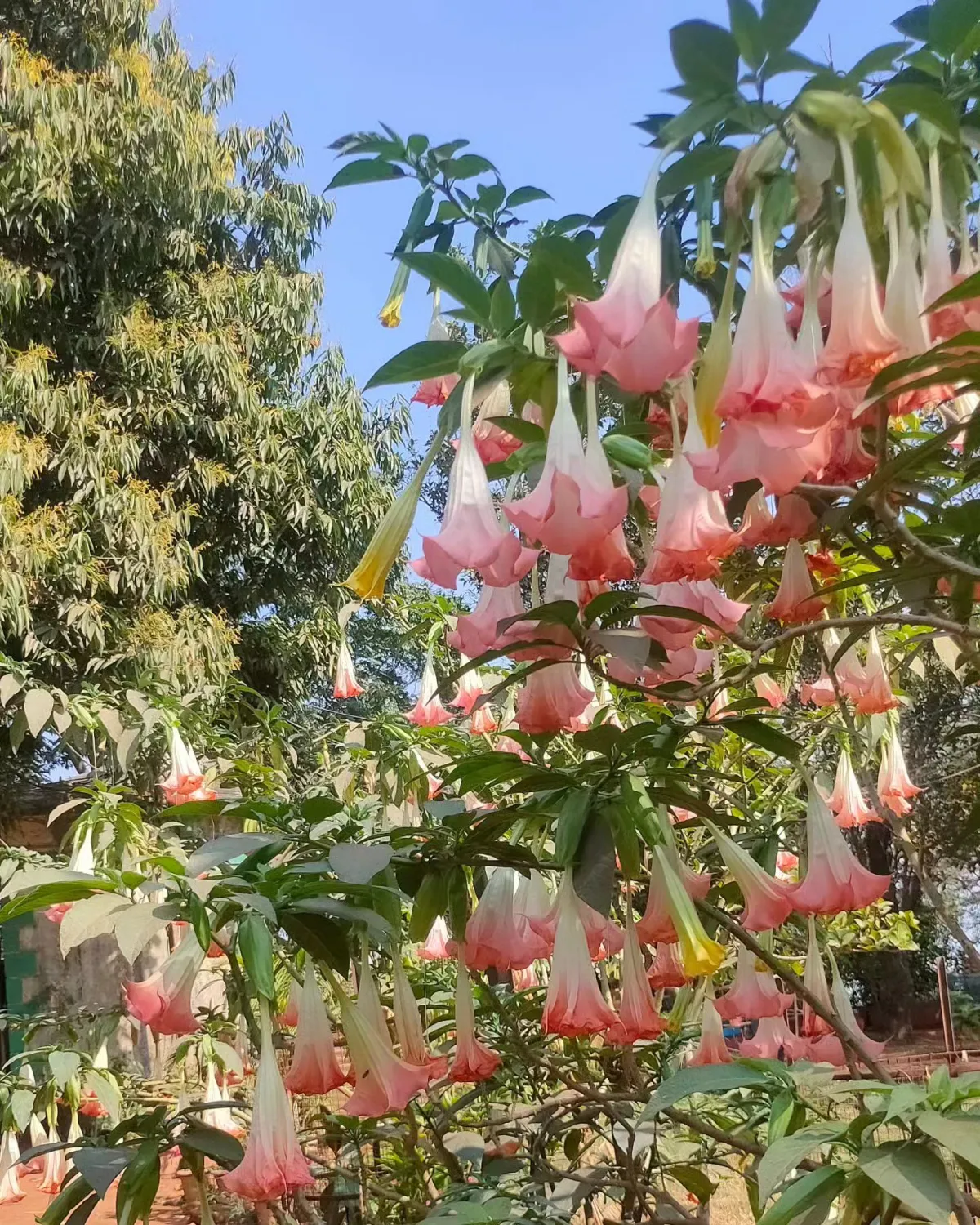 weiss rosa trompetenfoermige blueten von der brugmansia pflanze
