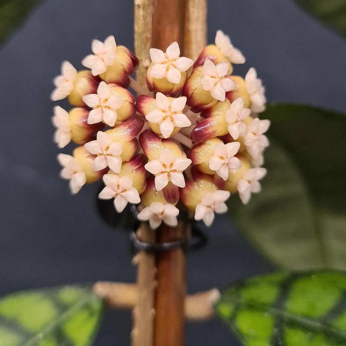 weissliche bluete von porzellanblume hoya allistophylla
