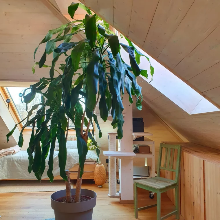 deko schlafzimmer dachschraege mit pflanze colouryourexperience
