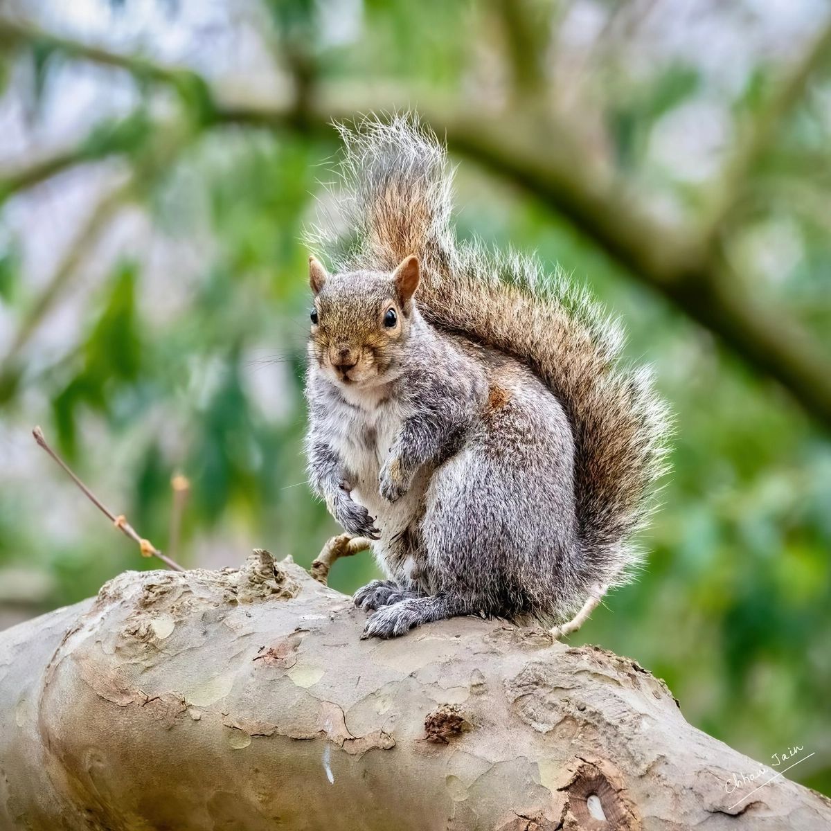 eichhoernchen abwehren tipps und tricks gegen nageltiere im haus und garten dglimpses