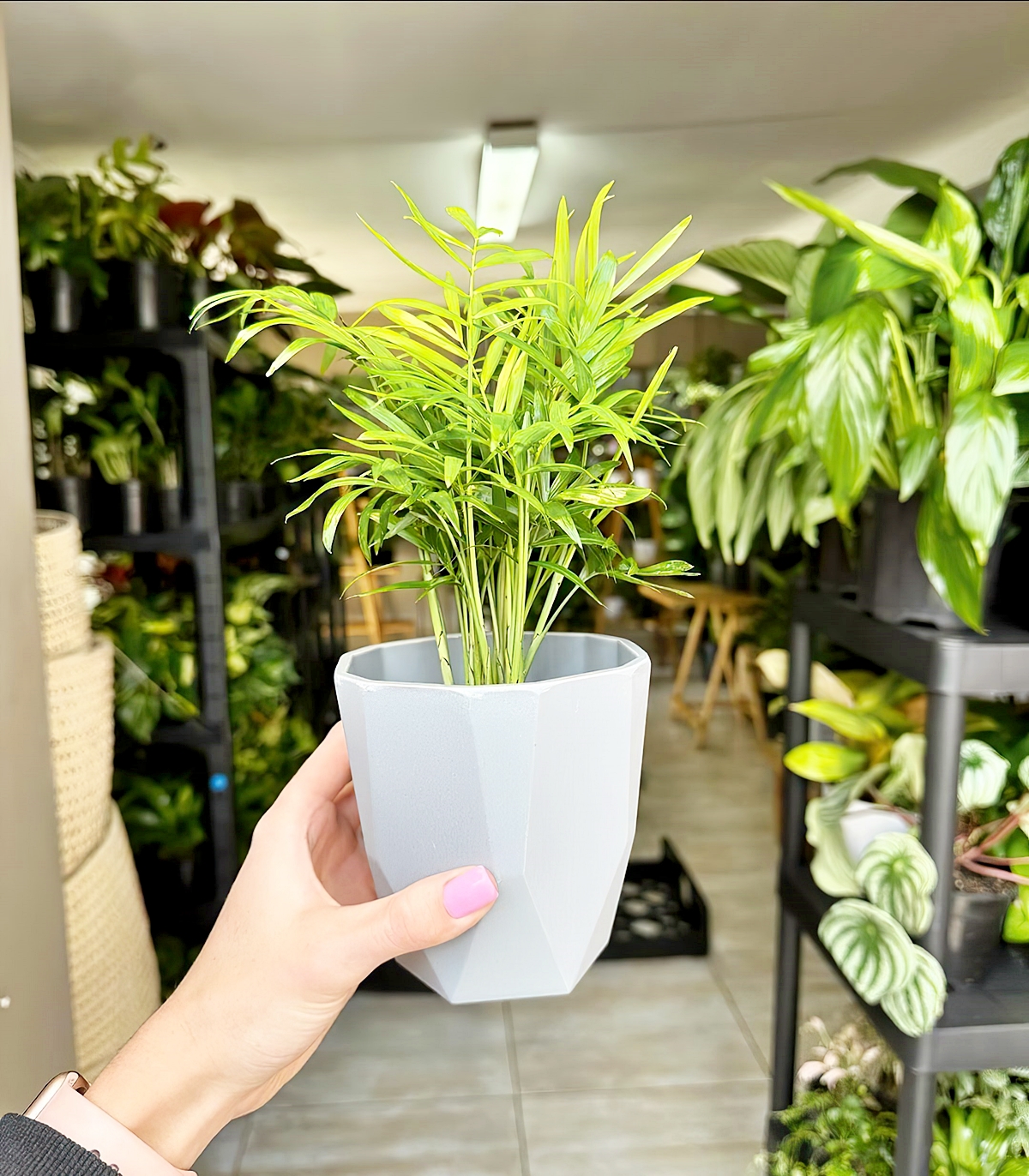 kleine palme zimmerpflanze schutzen vor schaedlingen tipps botanicalheaven