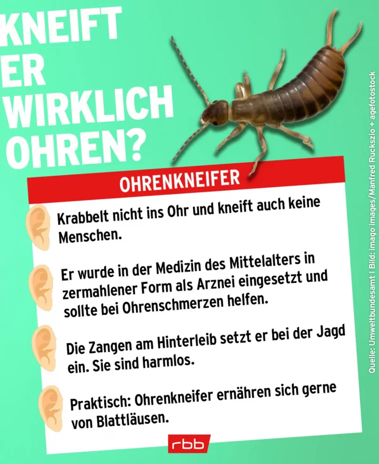 ohrenkneifer nicht gefährlich für menschen fakten