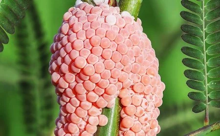 pinke eier im garten rosa schneckeneier auf pflanze aquapricot