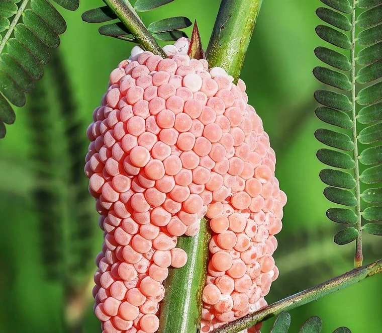 pinke eier im garten rosa schneckeneier auf pflanze aquapricot