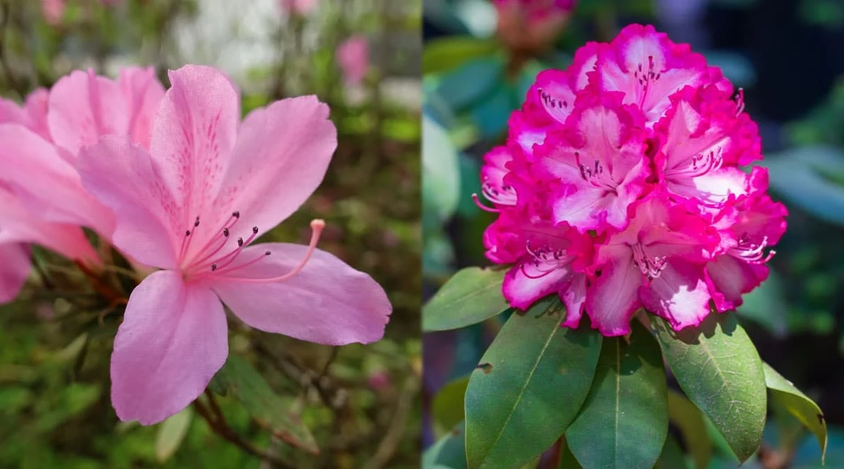 azaleas und rhododendrons