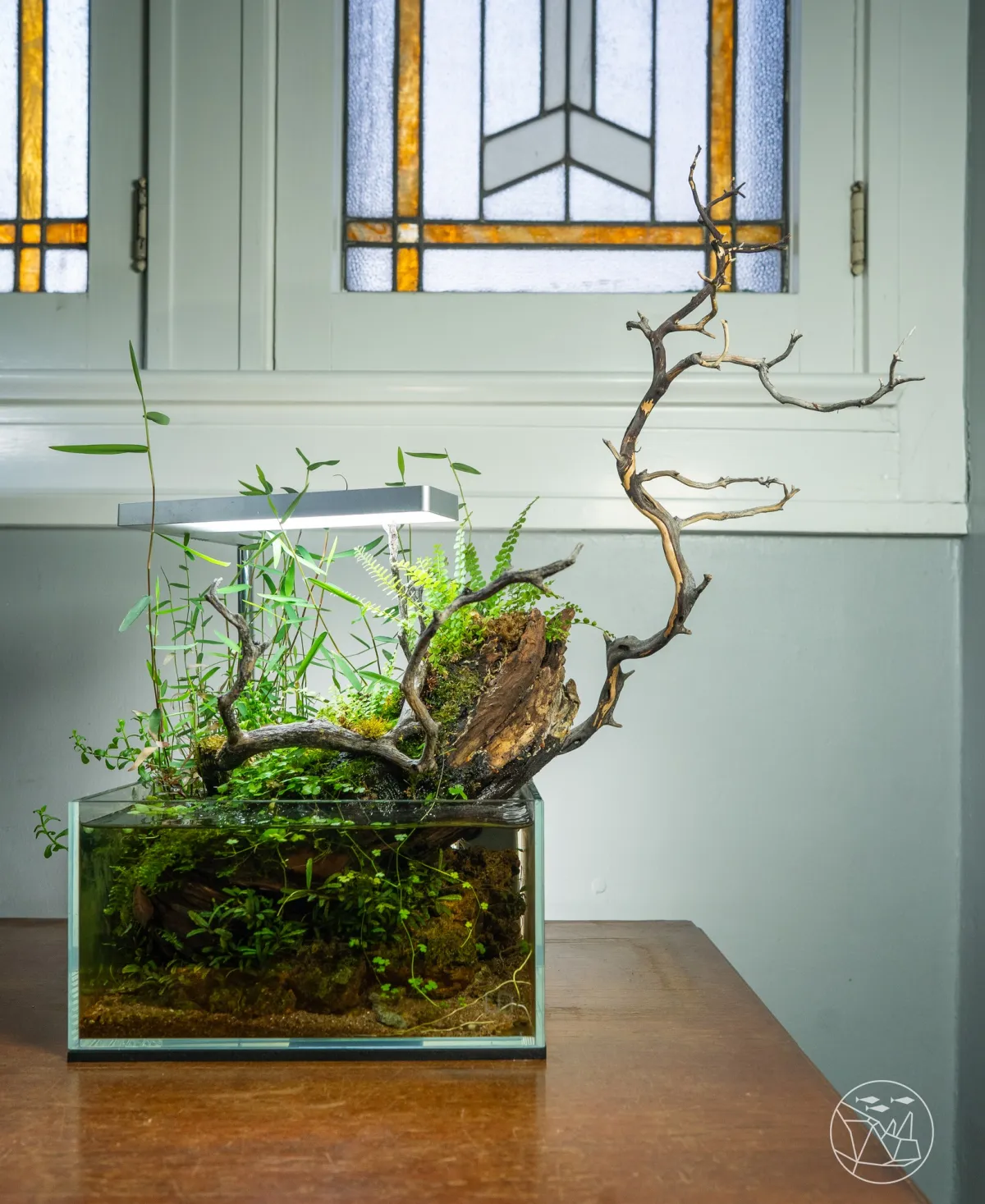 aquarium deko ideen kreativ mit lebenden pflanzen