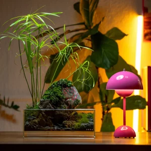 aquarium deko ideen stein mit moos bewachsen lebende bepflanzung
