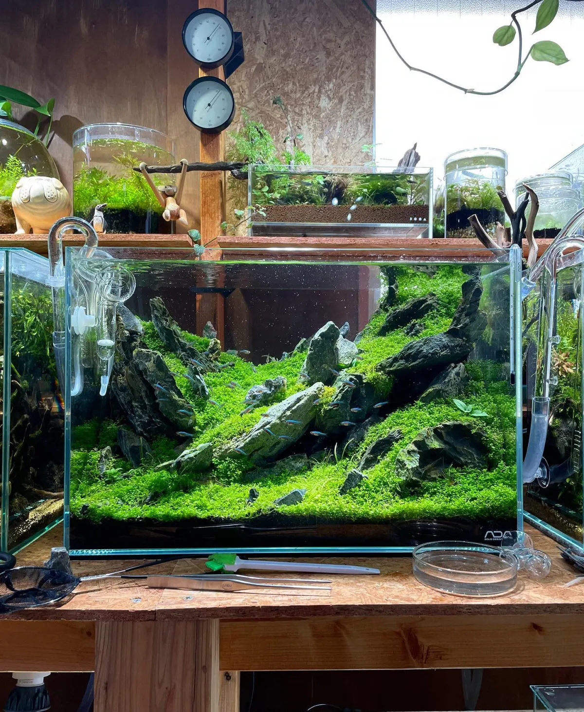 aquarium einrichtung mit moos bedeckte steine