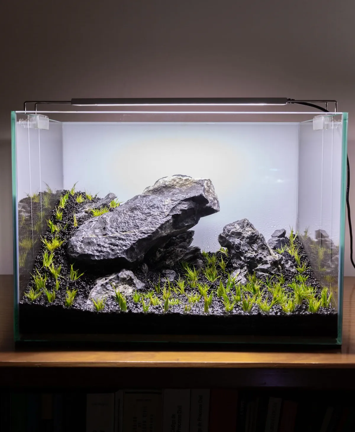 aquarium elemente aus natur steine lebende pflanzen