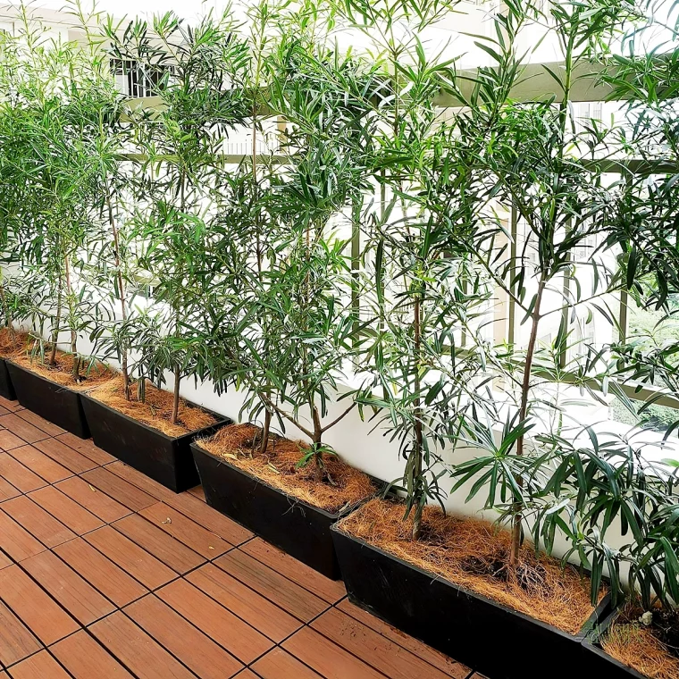 balkonkasten bepflanzen modern bambuspflanzen als sichtschutz auf dem balkon hillsidegardenph