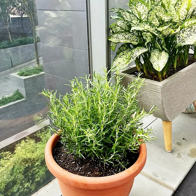 die besten balkon pflanzen krautr anbauen rosmarin im topf noahgardencentre sg